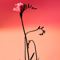 Fresia Solar  120ml-223641 Fresia Solar  120ml-223641 4